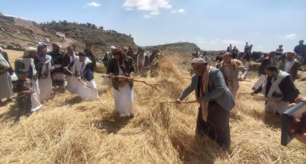 محافظ إب يدشن موسم الحصاد الزراعي في مديرية حبيش